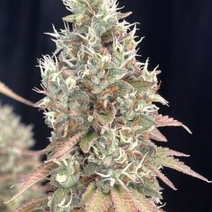 Strawberry Skunk Ape F1