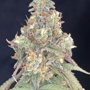 Bigfoot's Blue Balls F1